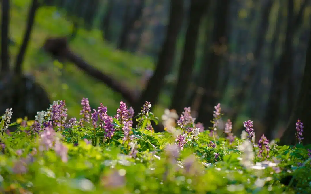 Dzogchentoday-A peaceful grove of fresh blossoms