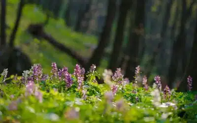 Un bosquet paisible parsemé de fleurs