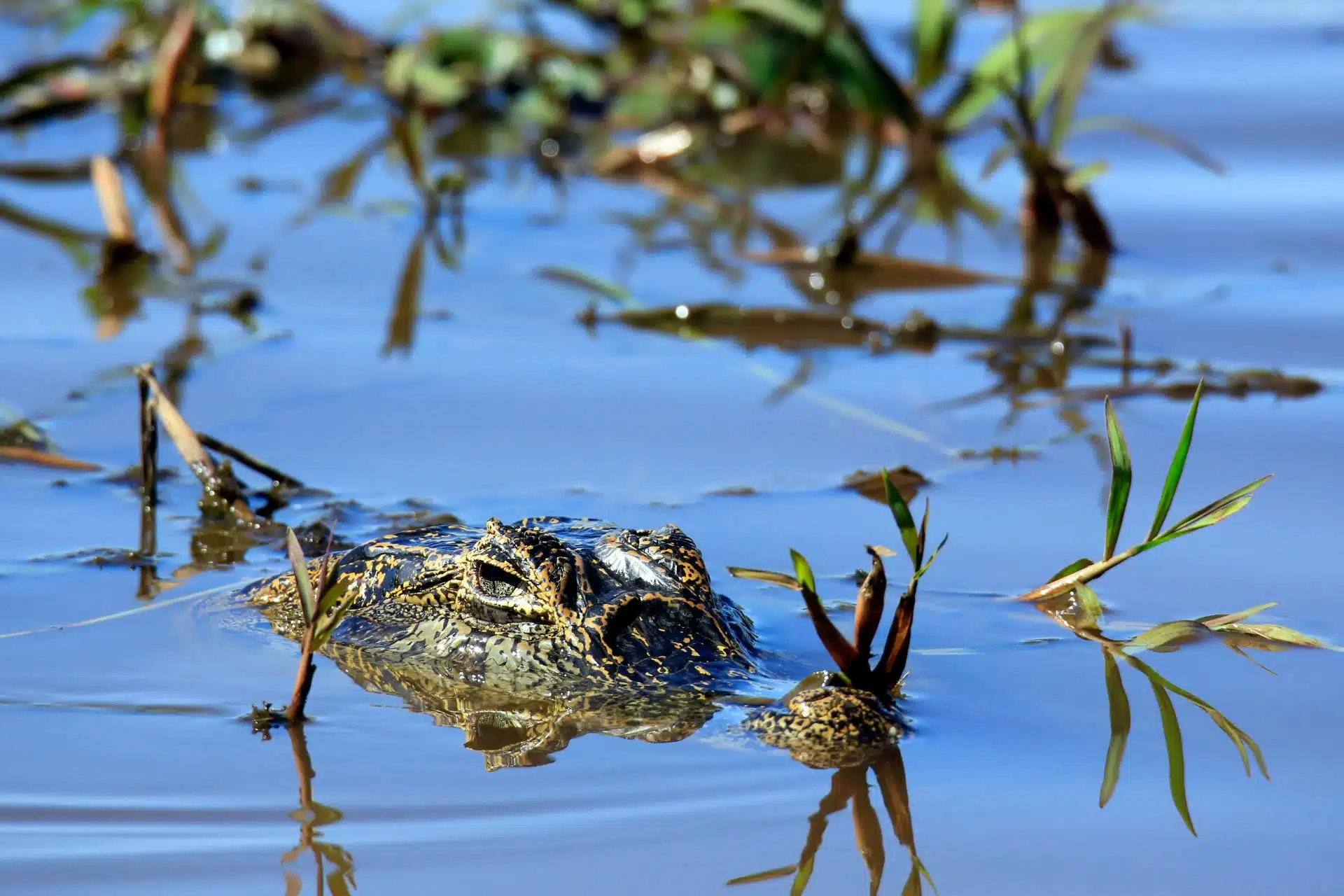 Caiman Crocodile Dzogchen