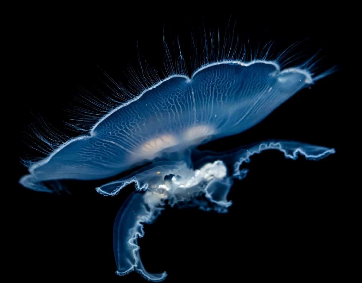 A Dive into the Luminescent Abyss dzogchentoday-A Dive into the Luminescent Abyss