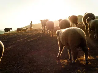 On the mountain trails.. The Wolf Family on Holiday.. @dzogchentoday