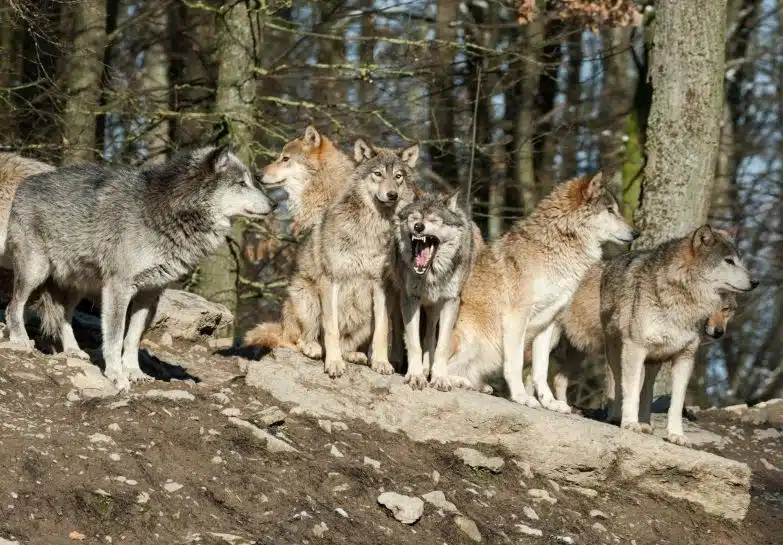 The Wolf Family on Holiday. The Wolf Family on Holiday @dzogchentoday