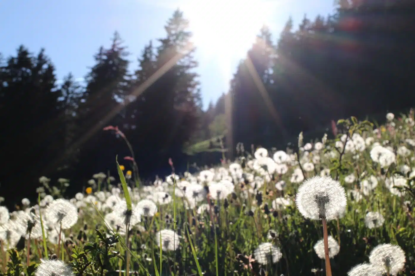 Les neiges éternelles sont-elles vraiment éternelles @dzogchentoday